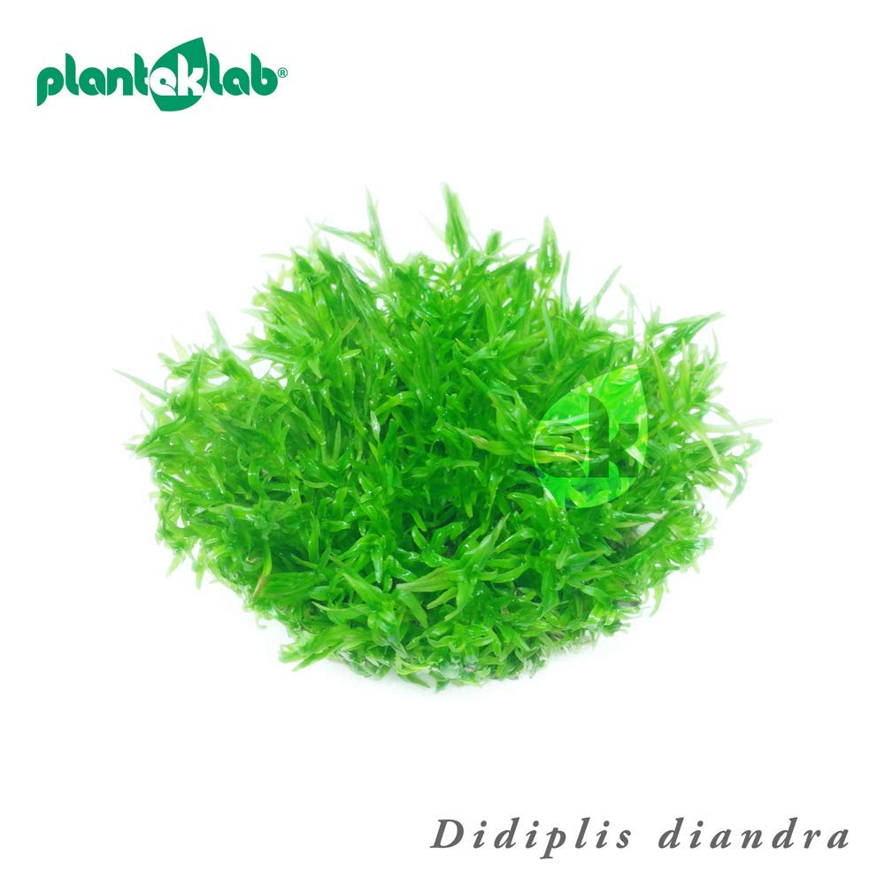 Didiplis Diandra Water Hedge — in Vitro Live Aquarium Plants Shrimp Safe Grown in The UK