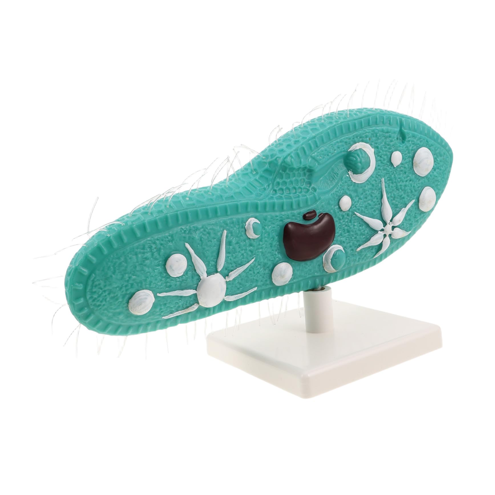 Biologie Unterrichtshilfe Protozoenmodell mit Stabilem PVC Standfuß und Detailliertem Ziliendesign für Biologieunterricht in Mittelstufe