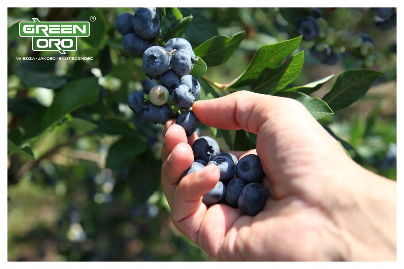 ORO BILBERRY 5KG - Fertilizante especial para arándanos y plantas amantes de suelos ácidos