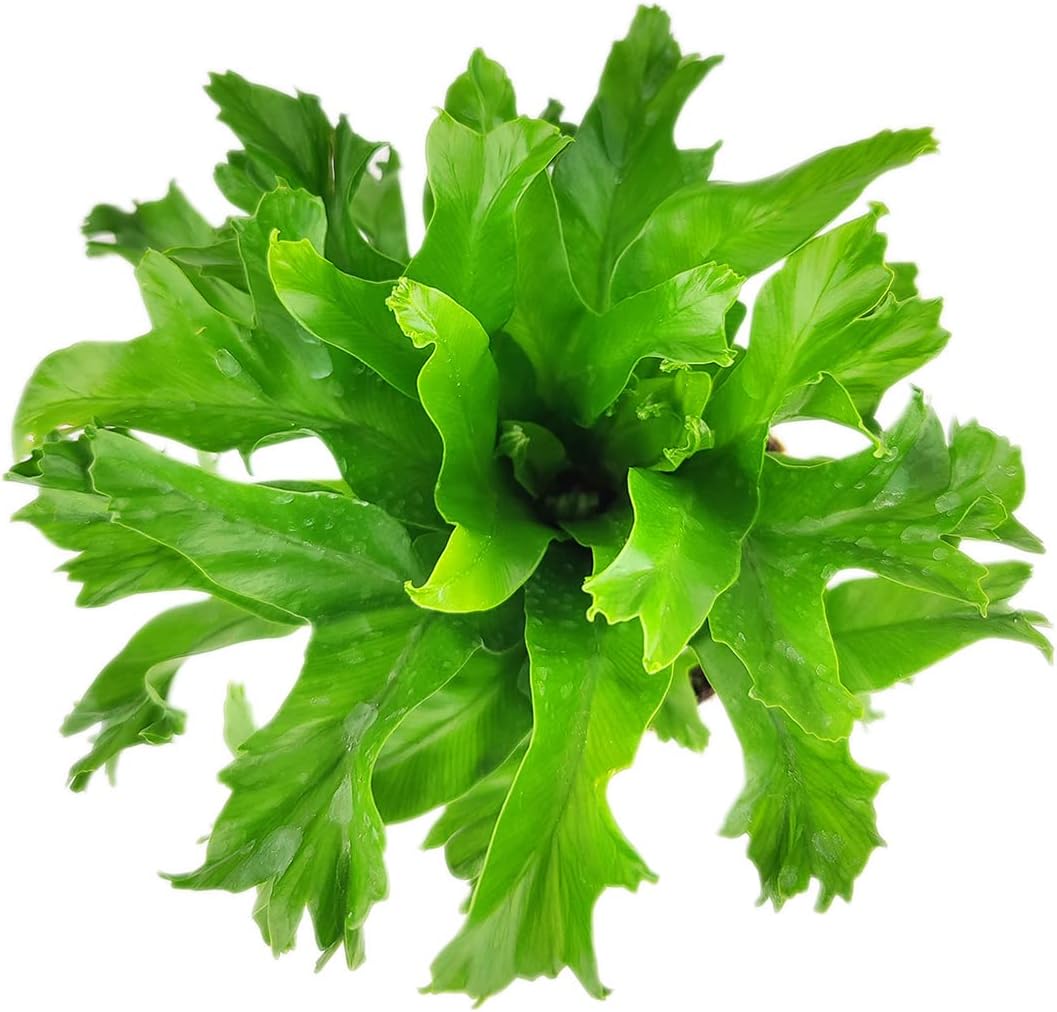 Crissie Fern Plant - Asplenium antiquum ‘Crissie’ (8" Tall in 4" Grower Pot) - Tropical Plants - Easy to Grow Houseplant - Air-Purifying Houseplant for Home Office Decoration