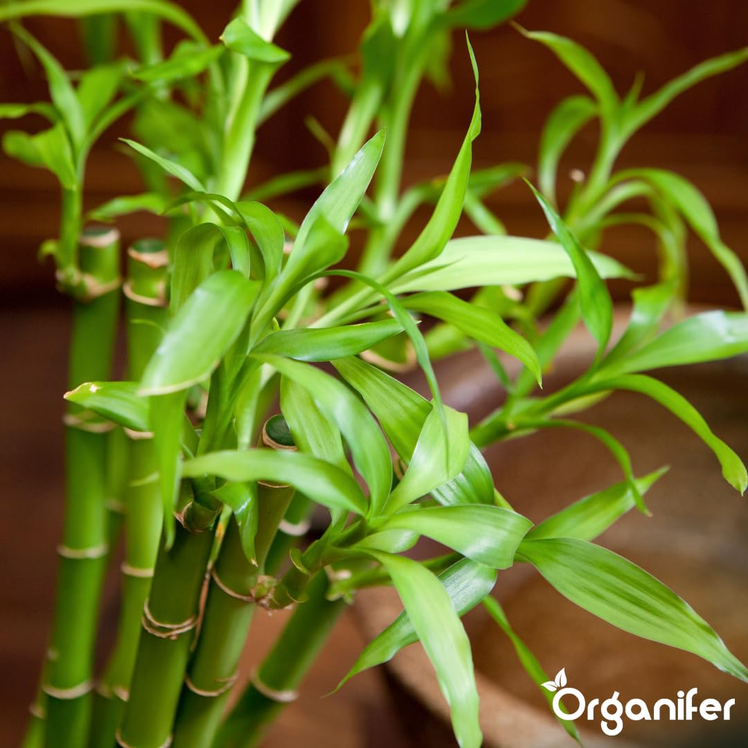 Lucky Bamboo Flüssigdünger - 10L - NPK 2-1-8 | Flüssig-Pflanzendünger Für Große Zimmerpflanzen-Sammlungen Und Innenräume - Organifer