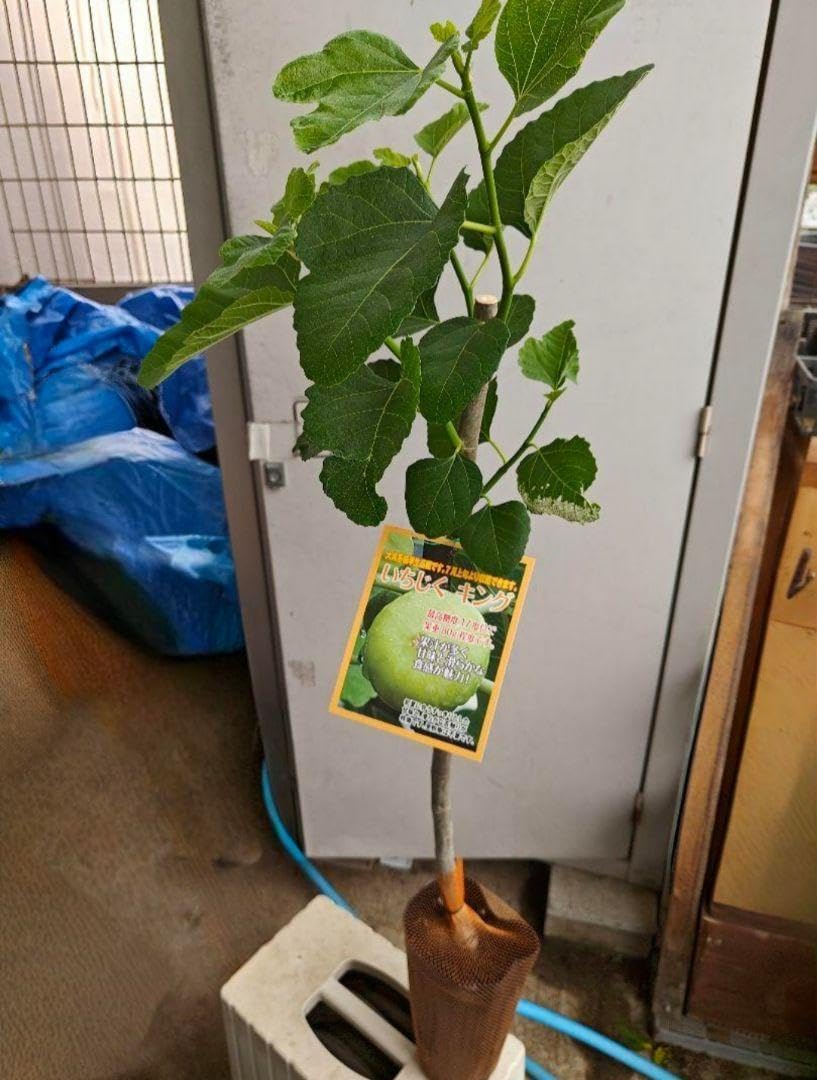 注)青森県岩木山採取 あけび蔓 150cm～ 3kg(依頼品) 2 注)青森県岩木山