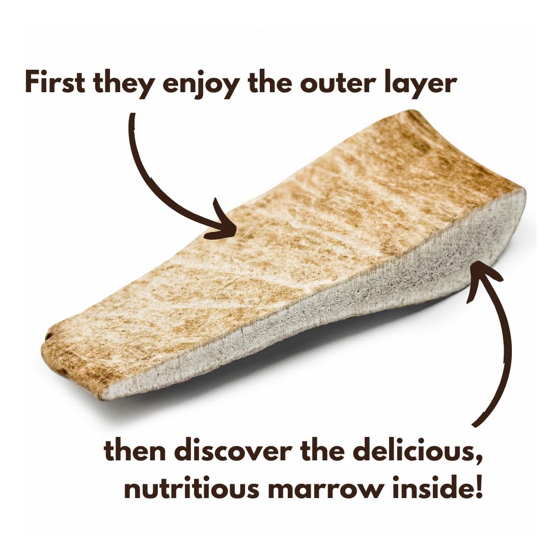Fallow Deer Antler Dog Chews Medium (Weight 75-120g, From 10cm) Sanded, Naturally Shed - Image 4