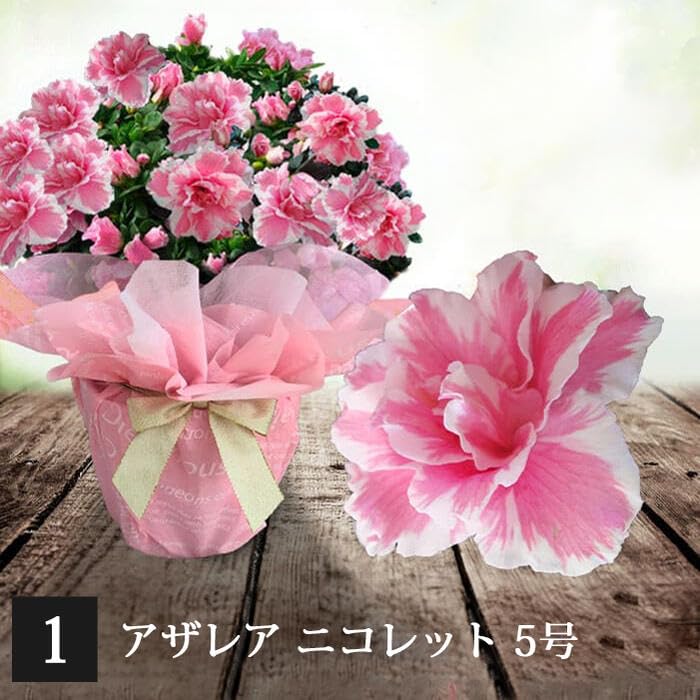 86.アザレアもチューリップも咲いて☆長く楽しむ☆春の寄せ植え☆ Amazon｜ハッピーガーデン 秋の贈りもの ギフト 八重咲き アザレア 二