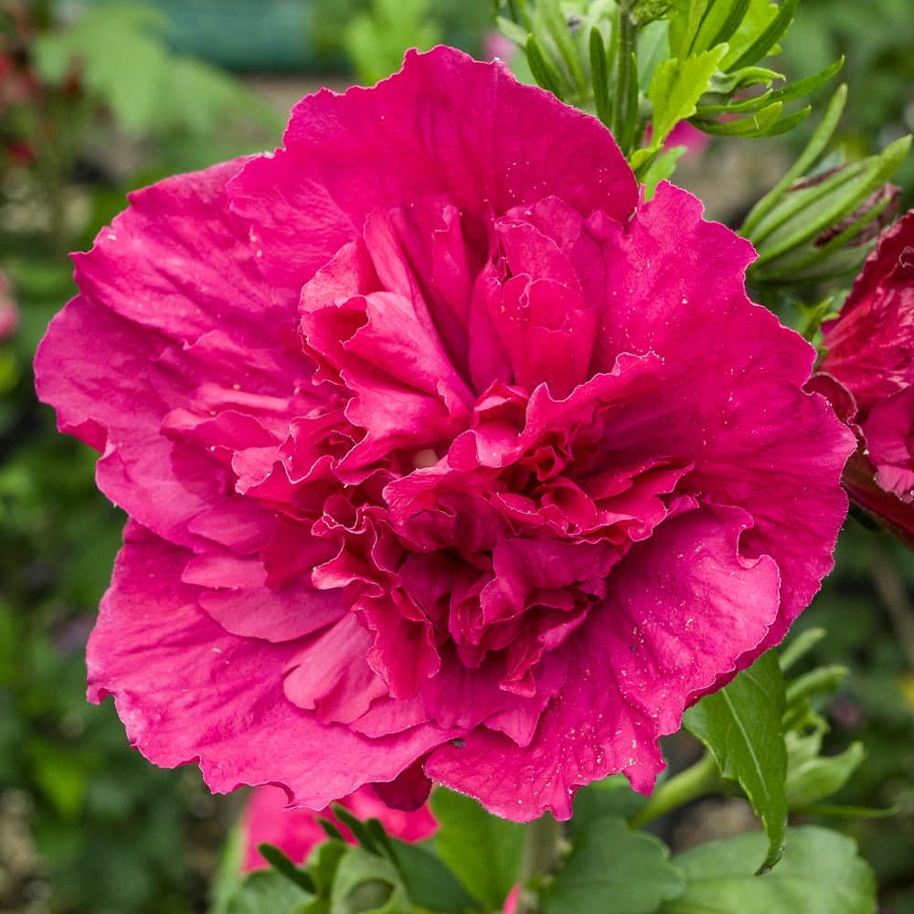 YouGarden Hibiscus Red Chiffon, 1 x 3 Litre Pot, Hardy Shrub, Double Reddish Pink, Summer Garden Colour