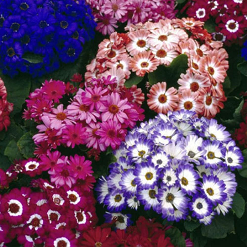 Nature mayaa All Season Hybrid F1 Premium Cineraria Hansa Mix Flower Seeds 100+ (B0B2N35DQK) Amazon Price History, Amazon Price Tracker