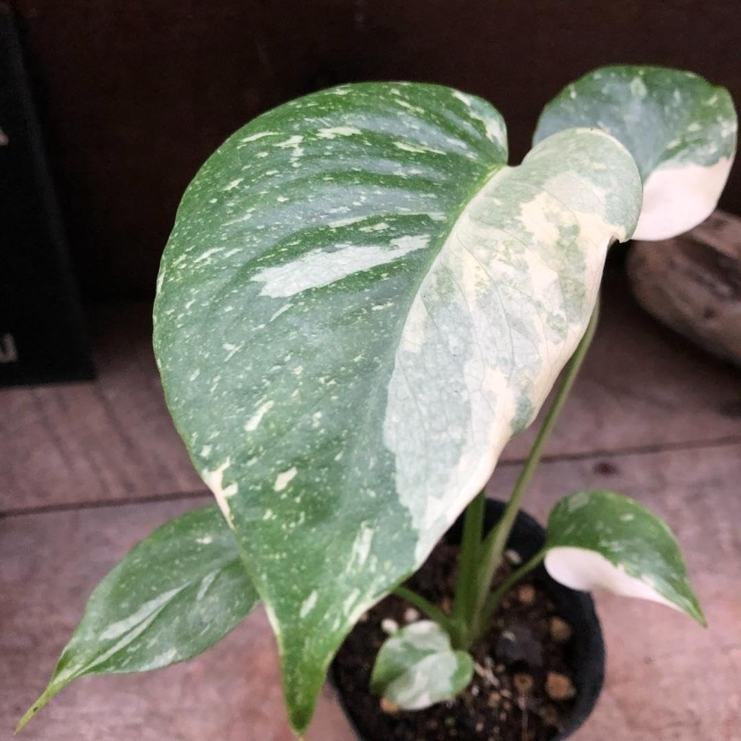 光触媒 人工観葉植物 ウォールグリーン フェイクグリーン ガジュマル180FST