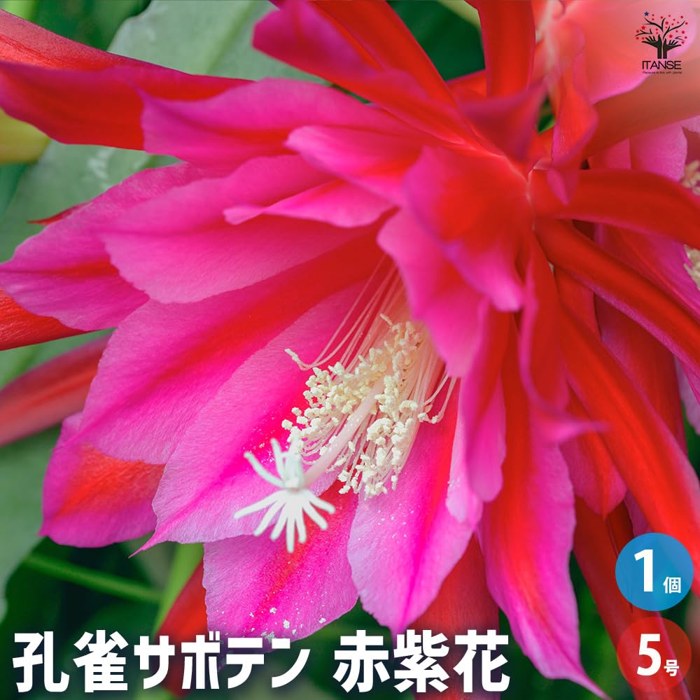 Amazon.co.jp: ITANSE 孔雀サボテン(クジャクサボテン) 赤紫花 5