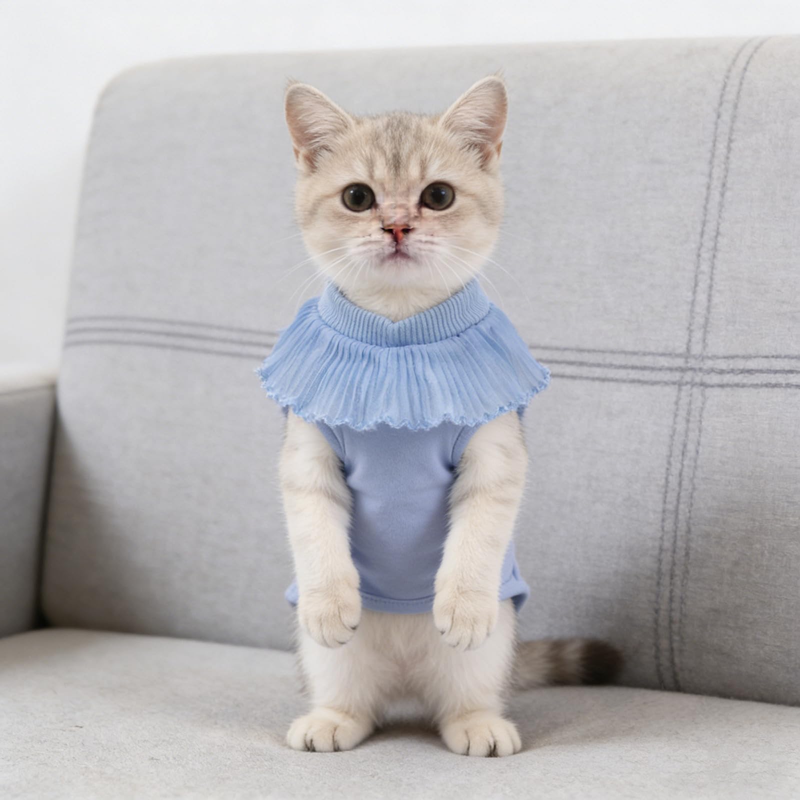 Amazon | Levemolo 猫用手術後スーツ：猫用去勢手術回復スーツ - 子猫
