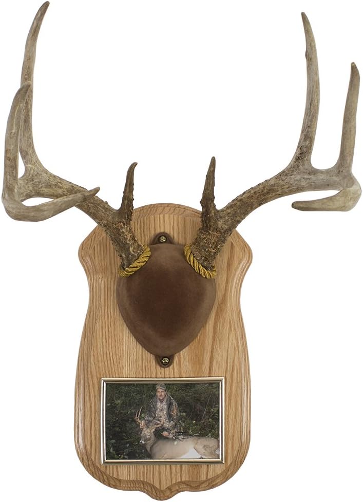 Deluxe Antler Display Kit with Photo Frame, Oak