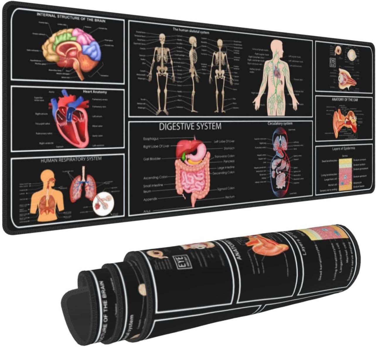 Medical Anatomy Human Physiology Medicine Doctor Assistant Anatomy Model Physiology Gaming Keyboard Mouse Pad Mousepad Desk Mat Huge Extended Xl Stitched Edge Rubber Sole For Home Office(31.5"X 11.8")