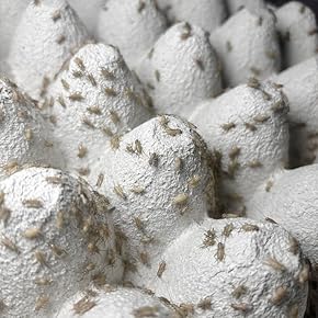 爬虫類・両生類用フード・おやつ - Amazon.co.jp