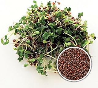 PREMIER SEEDS DIRECT Organic Sprouting/MICROGREEN Seeds - Broccoli Calabrese 400 gm