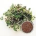 Produktbild BIO Keimsaat Brokkoli Calabrese 500 g Brokkolisamen zur Sprossenzucht Sprossen Microgreen Mikrogrün