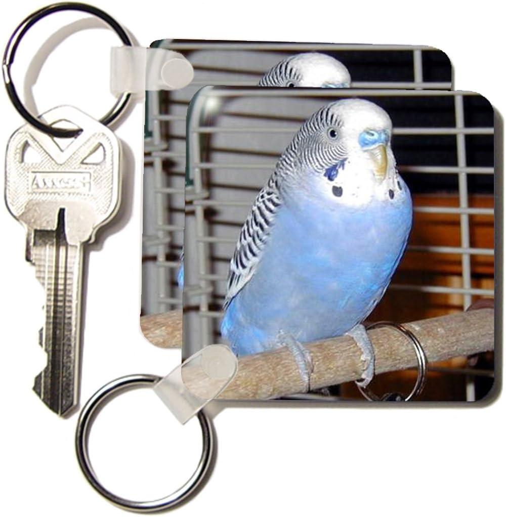 3dRose Blue Parakeet - Key Chains, 2.25 x 4.5 inches, set of 2 (kc_983_1)