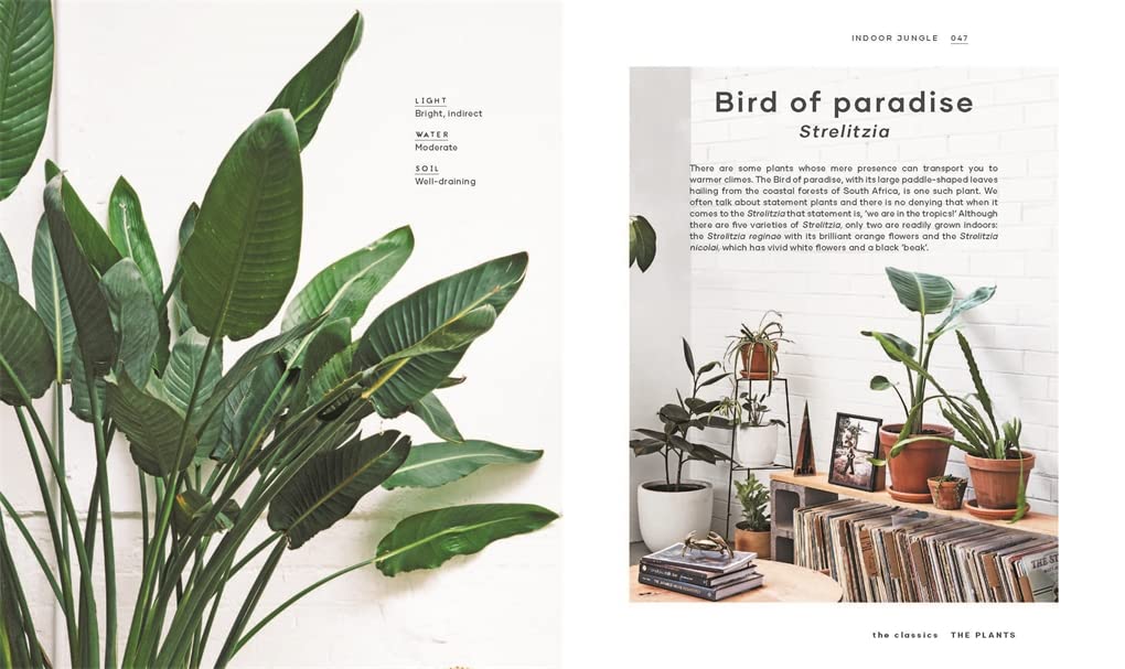 The Leaf Supply Guide to Creating Your Indoor Jungle