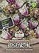 Produktbild 81180 Sperli Premium Rosenkohl Samen Flower Sprouts | Neuheit | Mischung aus Rosenkohl und Grünkohl | Rosenkohl Saatgut | Kohl Samen