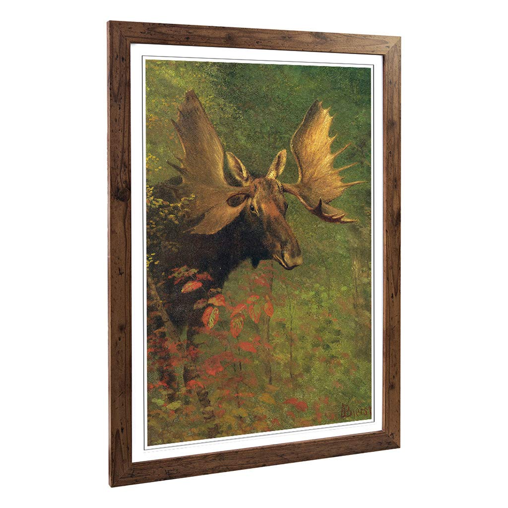 Big Box Art Framed Print of Albert Bierstadt Study of a Moose Design | Wall Art Picture | Home Decor for Kitchen, Living Room, Bedroom, Hallway, Walnut, A2 / 24.5x18 Inch / 62x45cm