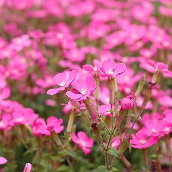 Amazon｜ハッピーガーデン 花苗 シレネ ピンクパンサー 1鉢 3