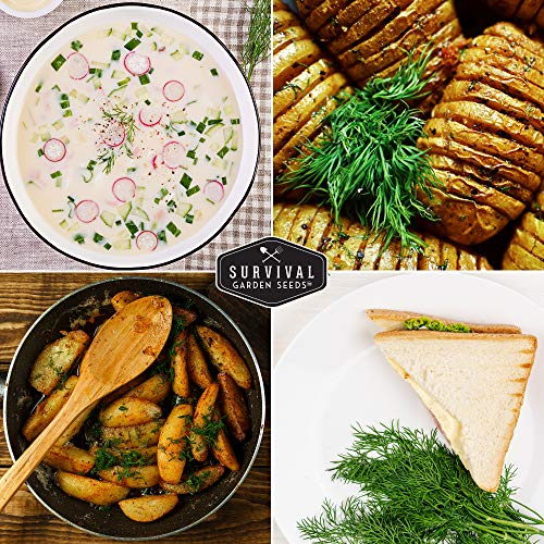 Survival Garden Seeds - Dill Seed For Planting - Packet With Instructions To Plant And Grow Popular Pickling Herbs In Your Home Vegetable And Herb Garden - Non-Gmo Heirloom Variety - 1 Pack #TOP4