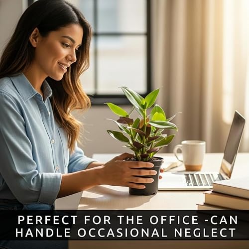 Miniatura 2 de Planta de ostras - Tradescantia Spathacea - Planta de Moisés en la cuna - Follaje morado y verde - Planta de interior de fácil cuidado - Maceta de