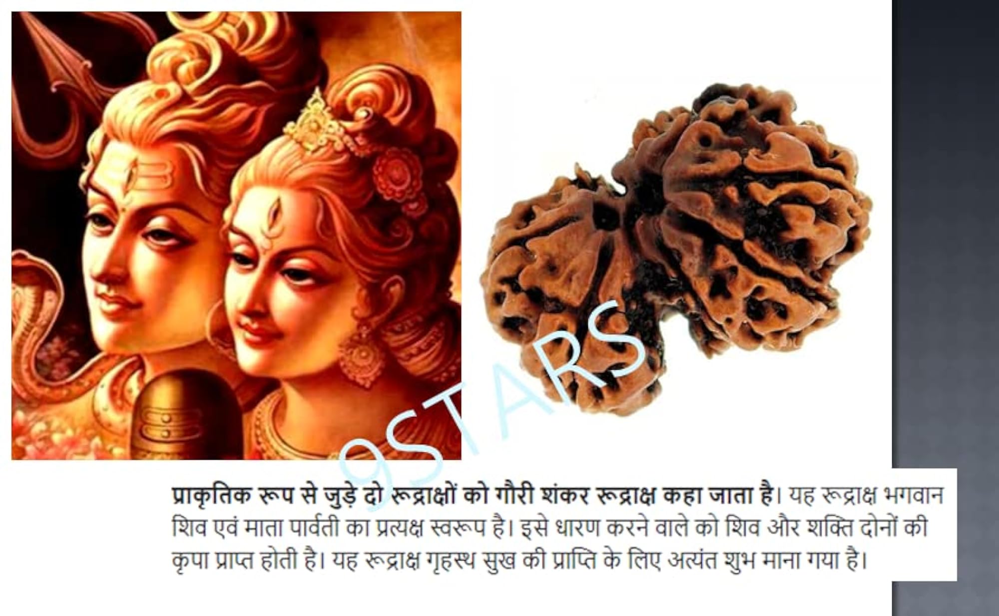 Gauri Shankar Rudraksha Original Certified