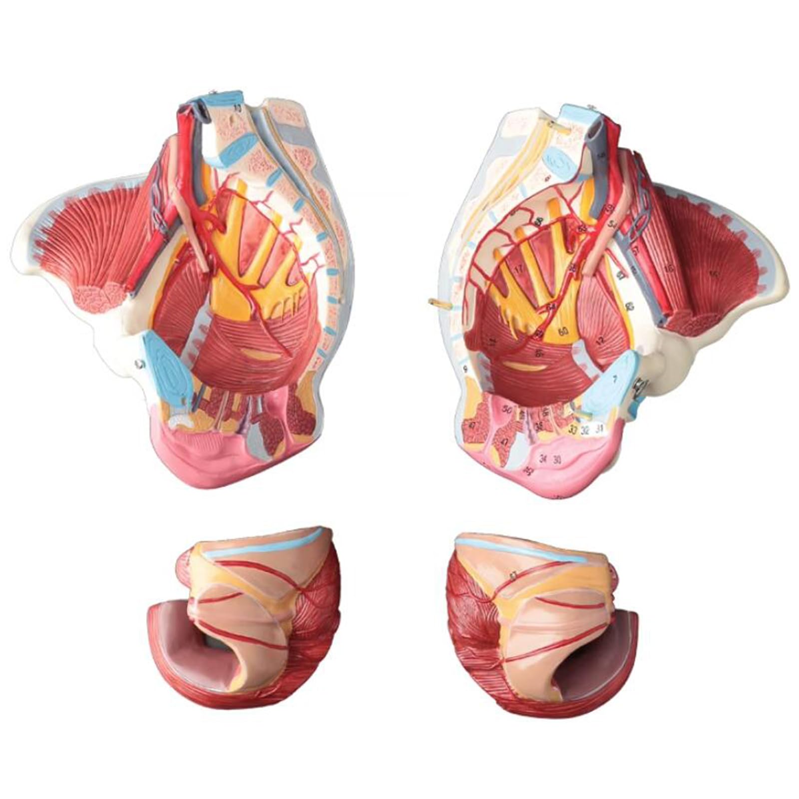 Modello di Bacino Femminile con Nervo Vascolare - Modello Educativo di cavità Pelvica Femminile - per L'insegnamento E L'apprendimento Medico, Forniture di Laboratorio