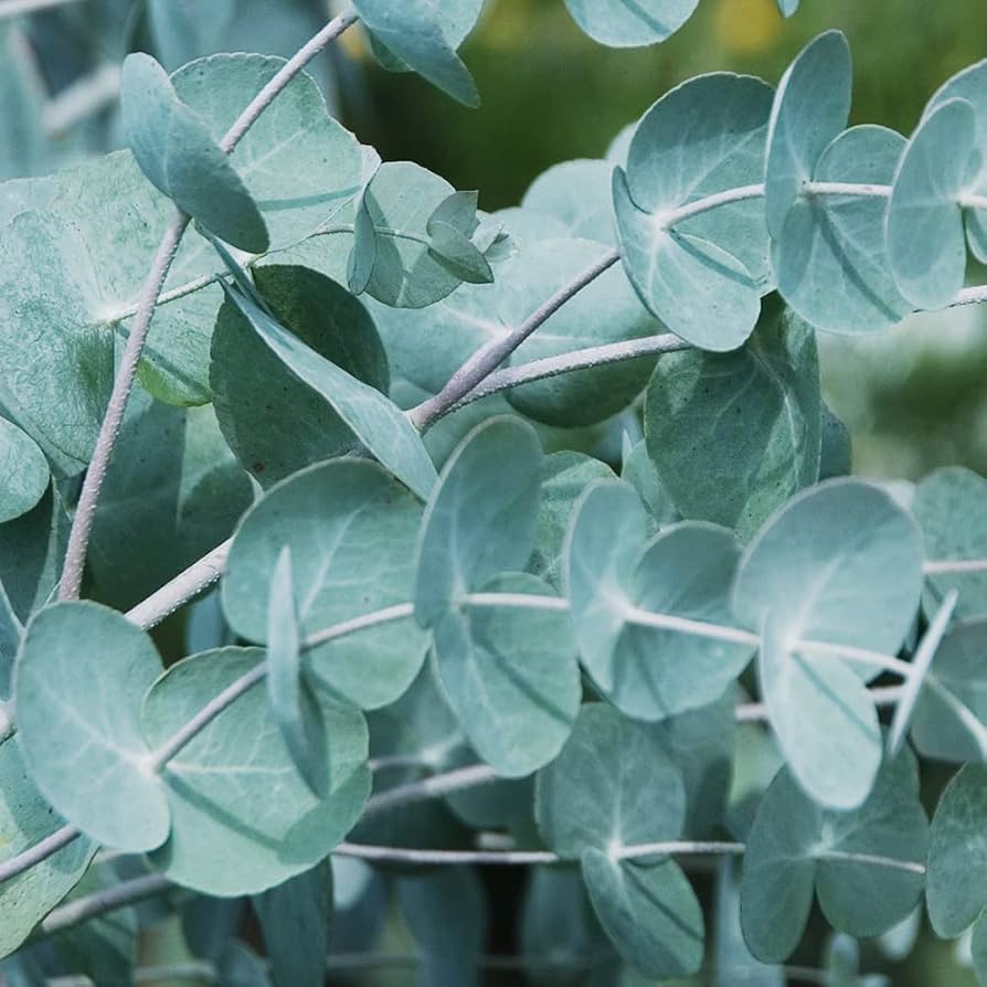 レア種　ユーカリ　ペリニアナ seeds-00009_3.jpg