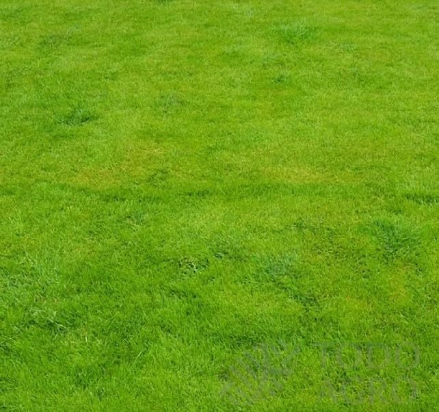 Semillas De Césped Premium GF - Para Jardines Ornamentales, Bajo Consumo De Agua Y Siempre Verde, Desde 1 Kg Hasta 30 Kg