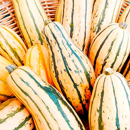 Suttons Squash Seeds - Honeyboat - 6 Seeds