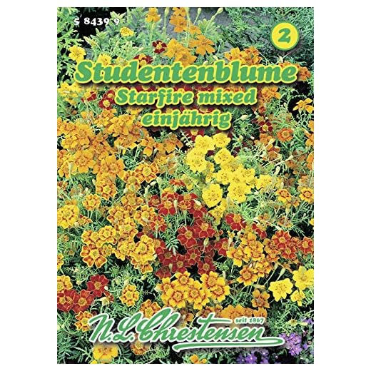 Flor estudiantil Starfire mixed baja 'Tagetes tenuifolia'