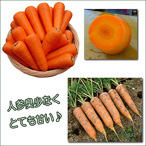 Amazon | ニンジン 甘美人 コート種子 250粒 人参 | 野菜