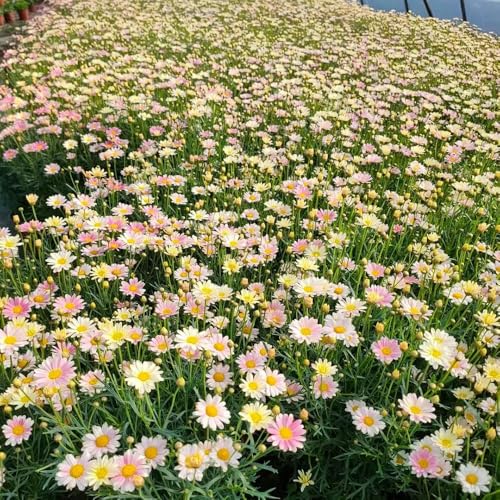 semillas de margarita resistentes jardín interior balcón jardín de balcón resistentes 250pcs