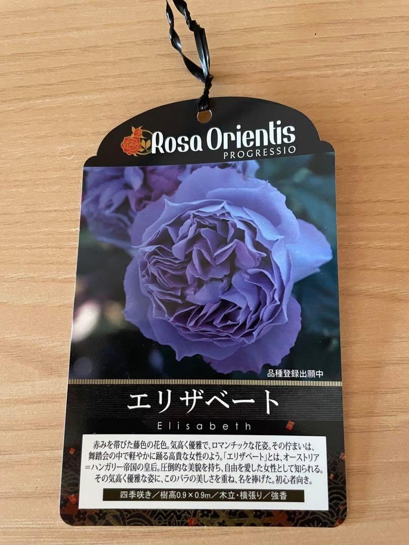 エリザベート 6号鉢 ロサオリエンティス バラ 2年ぶりにバラ🌹の新苗を