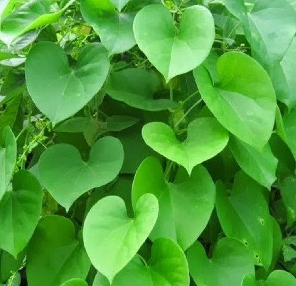 Creative Farmer Giloy, Gulvel - Tinospora Cordifolia Live Plant (B08Q8H9ZXB) Amazon Price History, Amazon Price Tracker