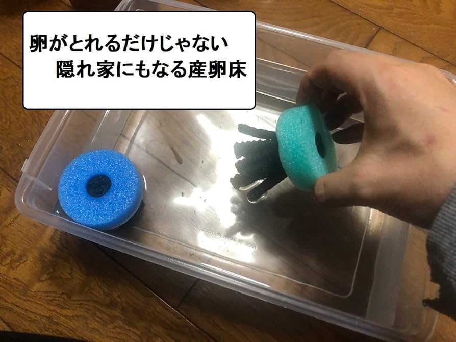 卵 Amazon | 【日本ブランド】 メダカの卵がとれる ギザギザ足 産卵