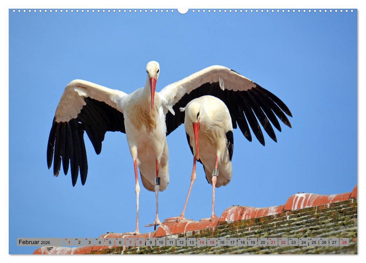 Zu Gast bei Familie Storch (Wandkalender 2026 DIN A2 quer), CALVENDO Monatskalender: Störche ... gern gesehene Gäste in Deutschland (CALVENDO Tiere)