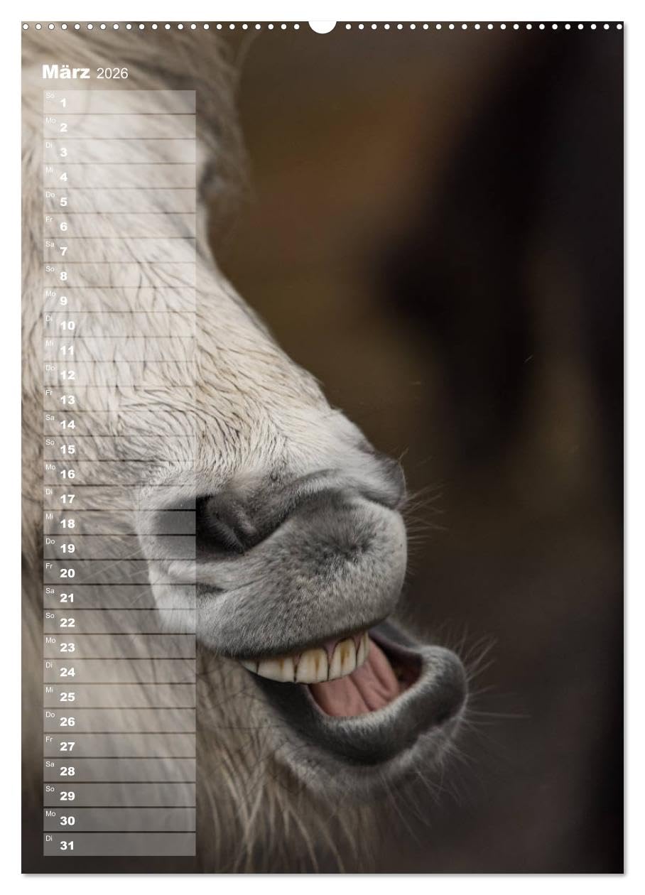 Mein ISLANDPFERDE Planer - Geburtstage, Hof-Feste, Turniere (hochwertiger Premium Wandkalender 2026 DIN A2 hoch), Kunstdruck in Hochglanz: Geburtstage, Hof-Feste und Turniere (CALVENDO Tiere)
