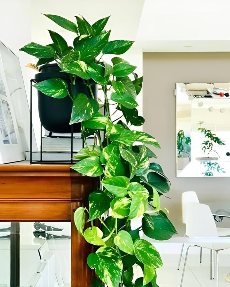 FNP Live Money Plant in Rajwada Designer Metal Pot, Multicolour, Small, Air Purification, Floral Paisley Style, Indoor aq3-picture-18