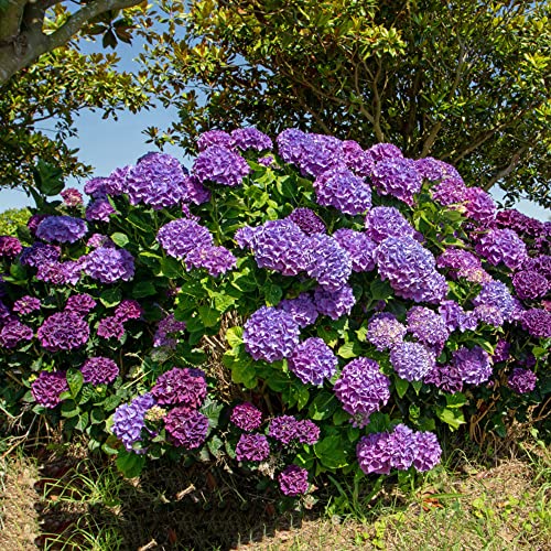hortensia zaden planten winterharde pluim hortensia tuin bloemen bloemzaden mix bonsai zaden winterharde planten voor tuin 200stks - Afbeelding 3