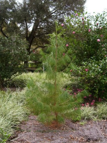 Seedville Mexican Weeping Pine Tree Seeds 30