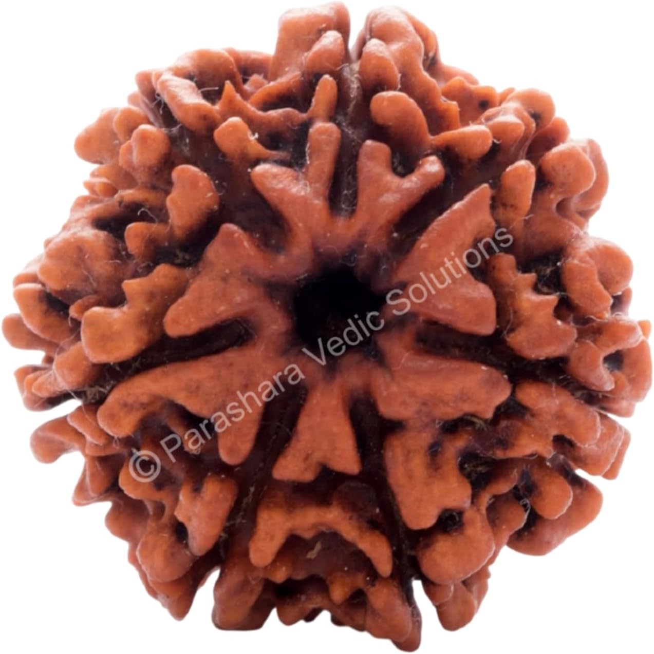 ARKAM Seven Mukhi Rudraksha Certified/Original Nepali 7 Mukhi Rudraksh/Natural 7 faced Rudraksha (Brown) with Certificate and Puja Instructions
