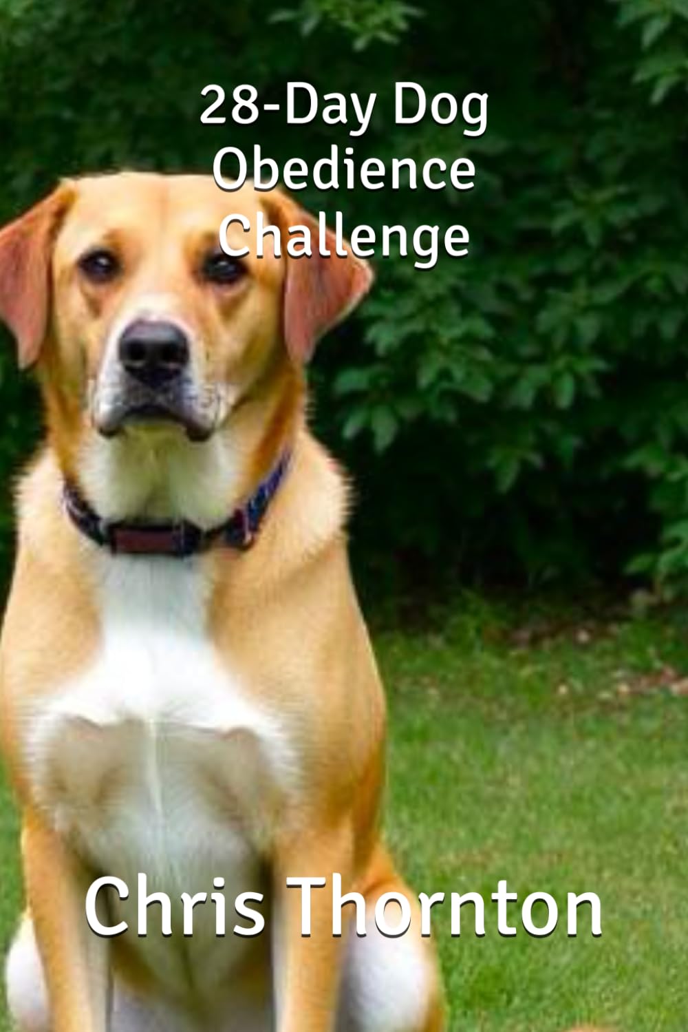 28-Day Dog Obedience Challenge