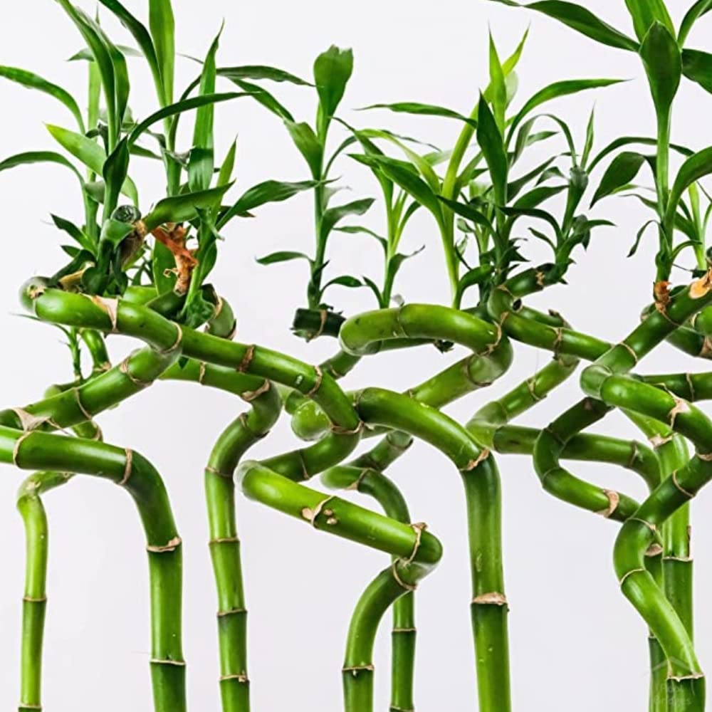 CAPPL Lucky Bamboo Spiral Sticks (90 cm), 4 Sticks (B0BQ3JZX7B) Amazon Price History, Amazon Price Tracker