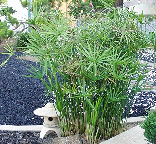 Green Paradise Cyperus Alternifolius Umbrella palm beautiful Semi Aquatic plant with pot 1