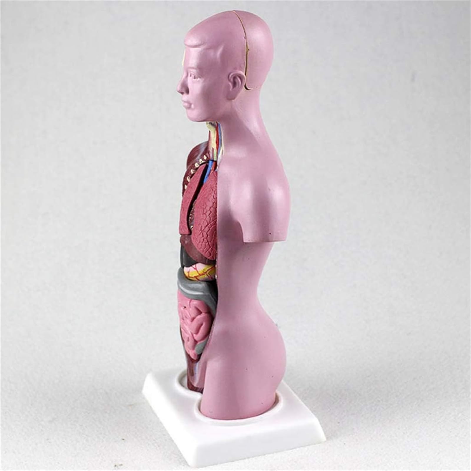 Maniquí 28CM Torso Órganos Internos Humanos Anatomía Modelo Anatómico Del Torso Humano -Mini Modelo De Cuerpo De Anatomía Humana Modelo De Enseñanza De Rompecabezas Visceral For Estudiantes