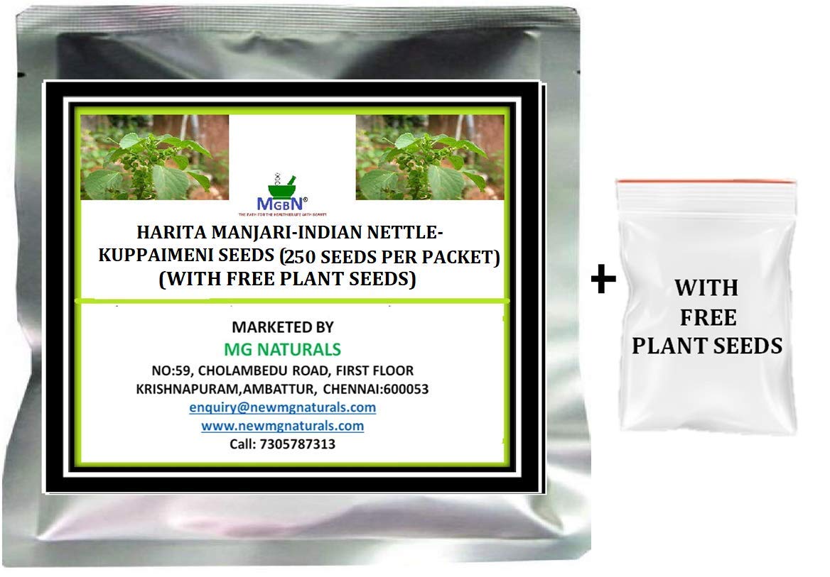 HARITA MANJARI-INDIAN NETTLE-KUPPAIMENI SEEDS (250 SEEDS PER PACKET) (WITH FREE PLANT SEEDS)