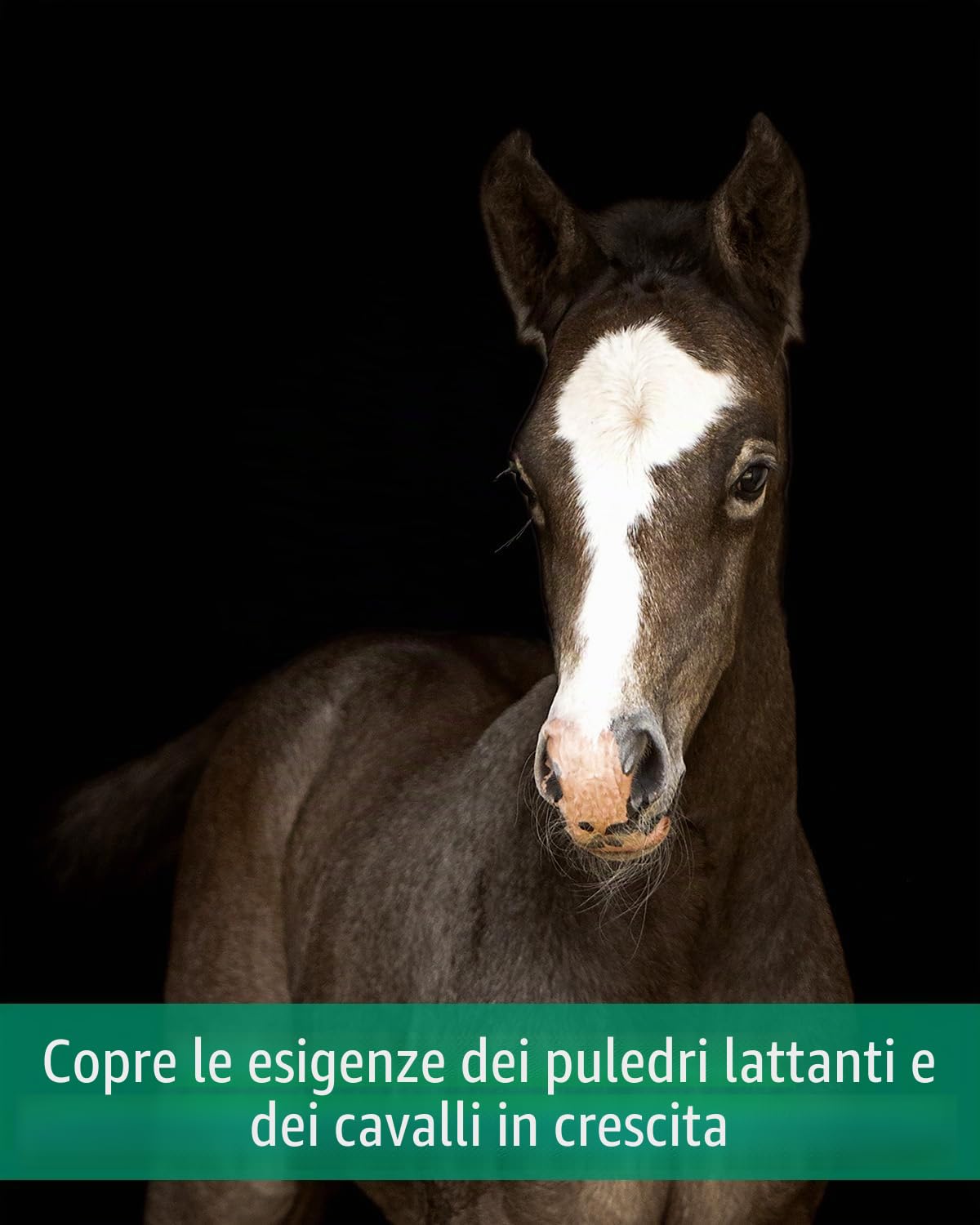 EQUISTRO® Mega Base Junior | Mangime complementare per cavalli | Per una fornitura equilibrata di nutrienti di puledri in crescita | 1 l
