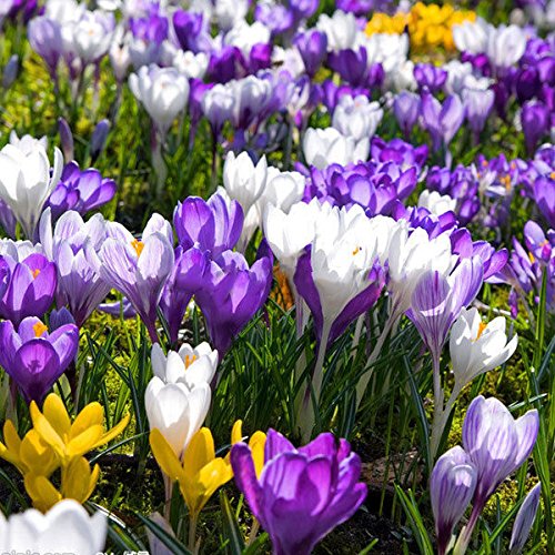Rosepoem 8pcs Croco da zafferano Seed Flower