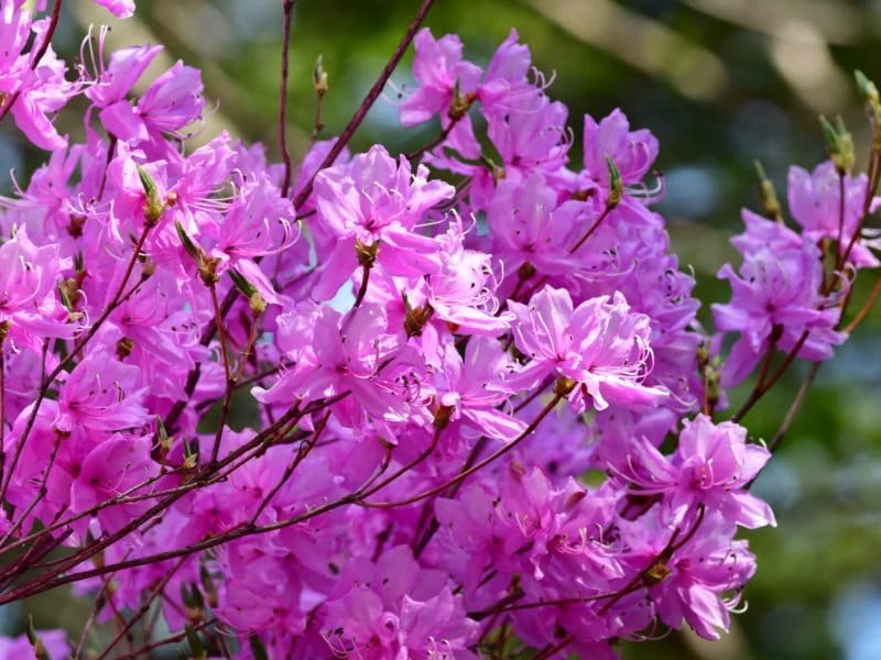 Miniatura 6 de Purple Formosa Azalea  10 plantas vivas  Formoso de rododendro  Arbusto de floración exuberante  Acento de paisaje de jardín resistente  Floraciones